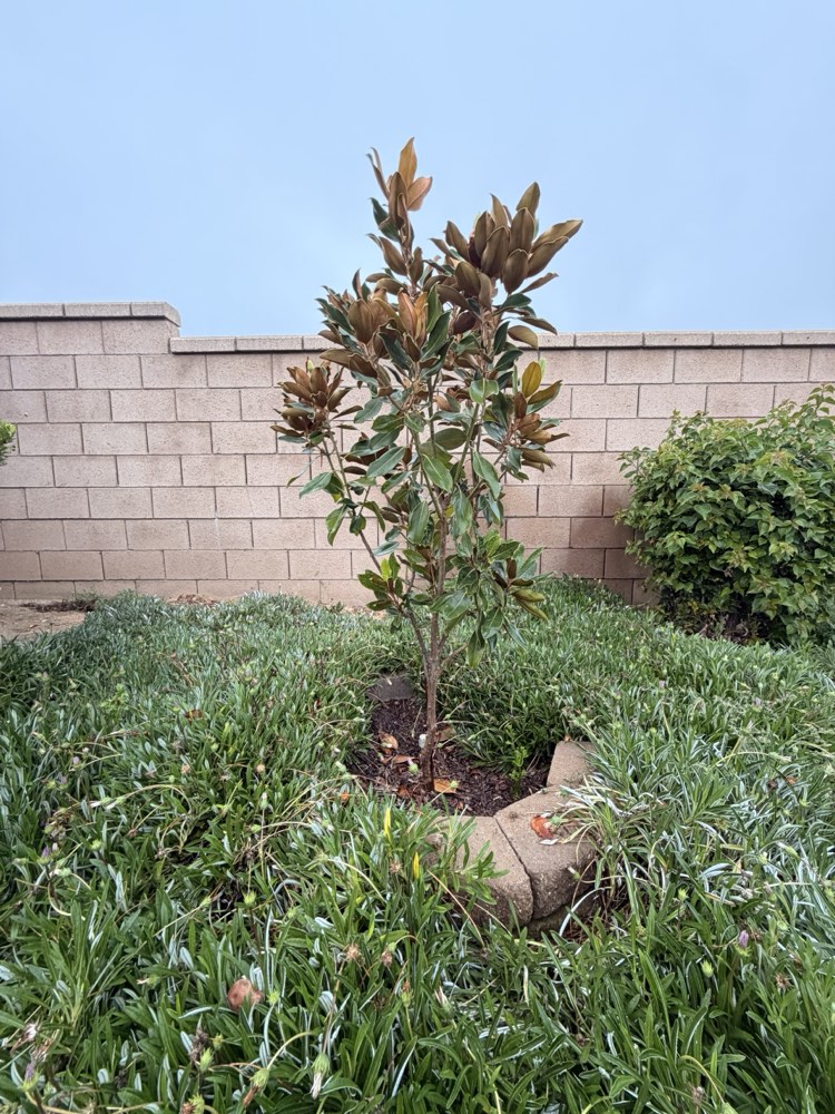 The magnolia tree, now grown tall, planted where the orange tree once stood
